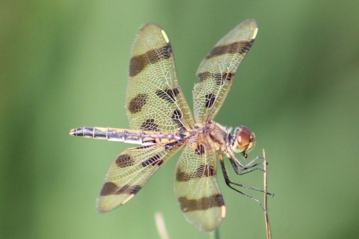 Photo of Halloween Pennant