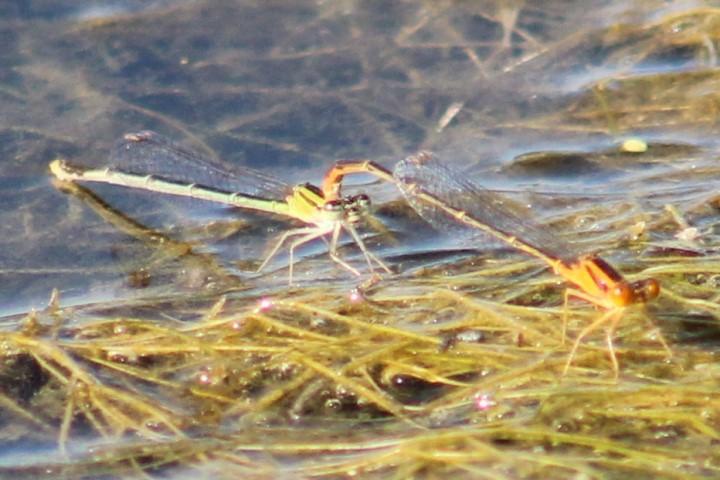 Photo of Orange Bluet