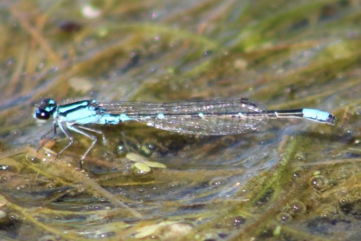Photo of Skimming Bluet