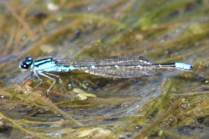 Photo of Skimming Bluet