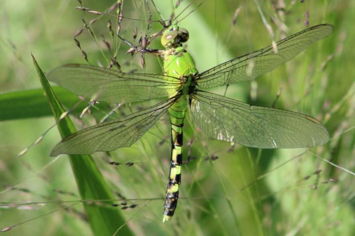 Photo of Eastern Pondhawk