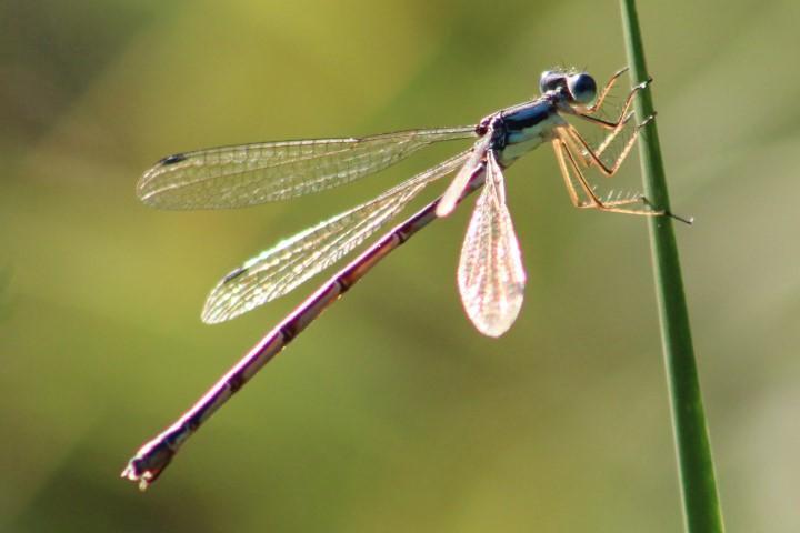 Photo of Slender Spreadwing