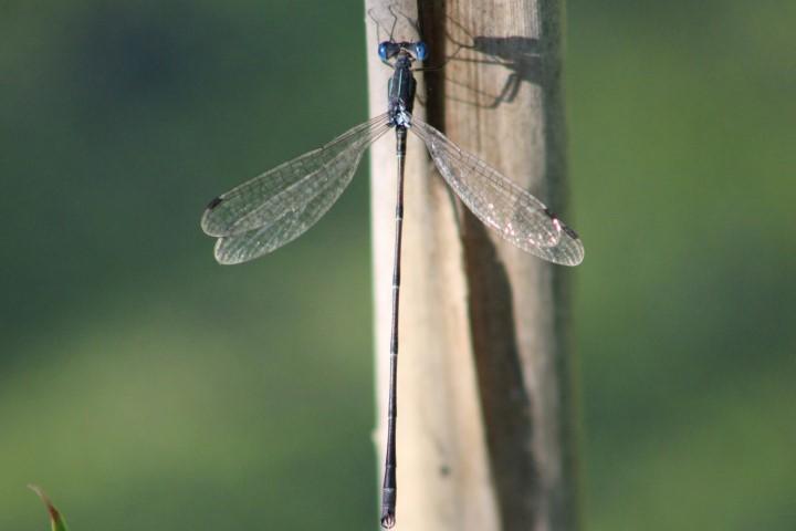 Photo of Slender Spreadwing