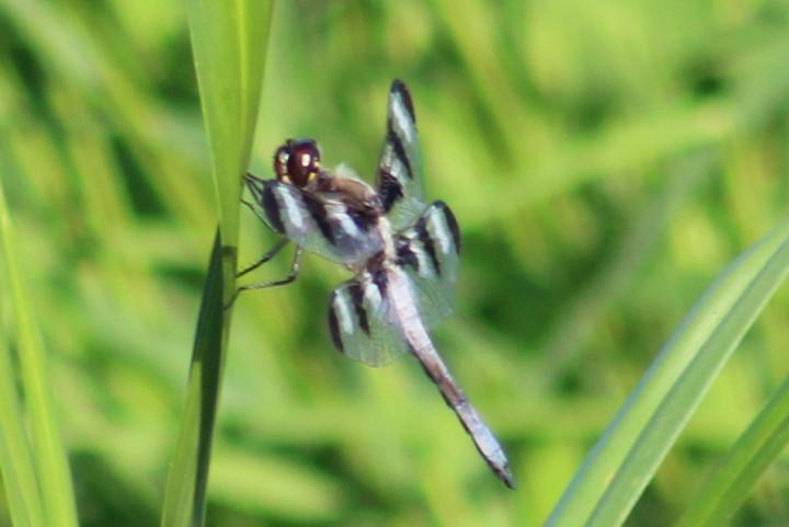 Photo of Twelve-spotted Skimmer