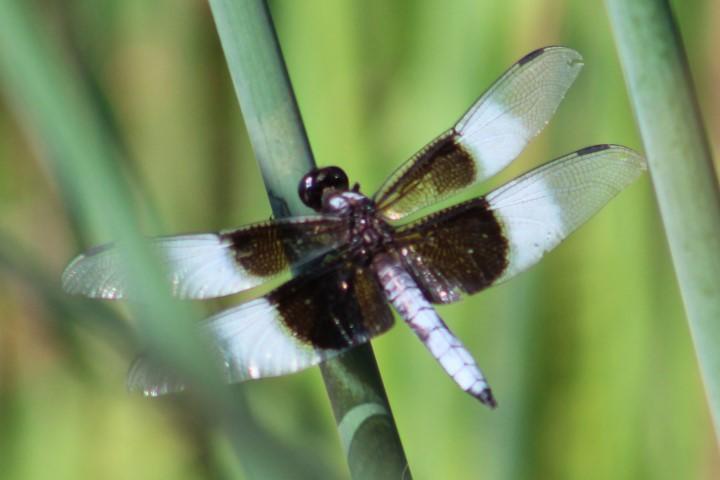 Photo of Widow Skimmer