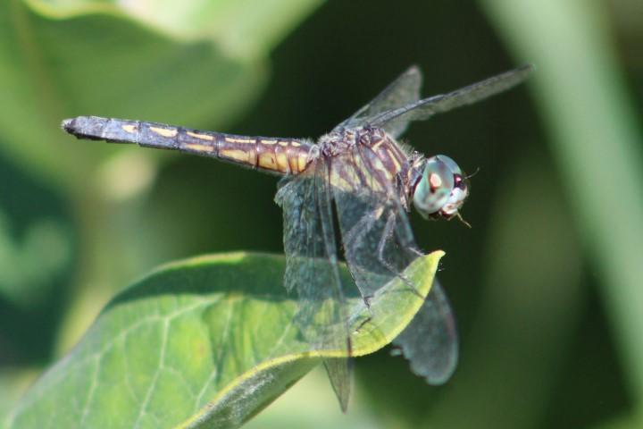 Photo of Blue Dasher