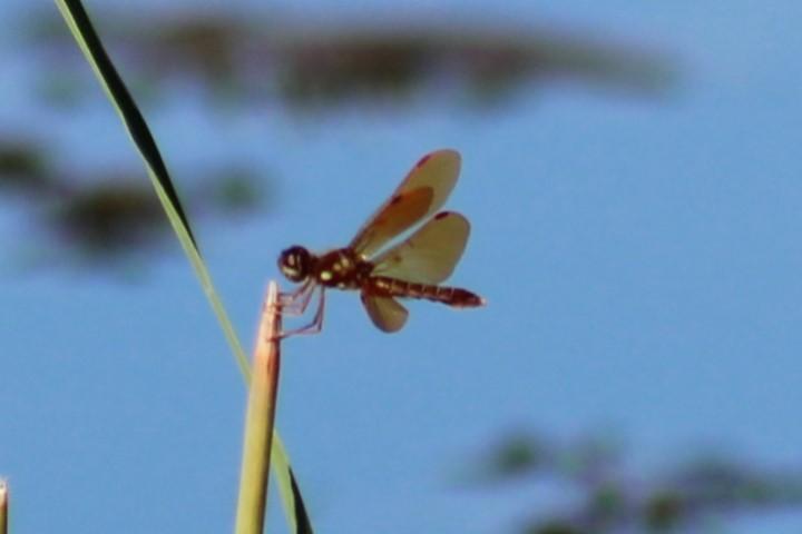 Photo of Eastern Amberwing