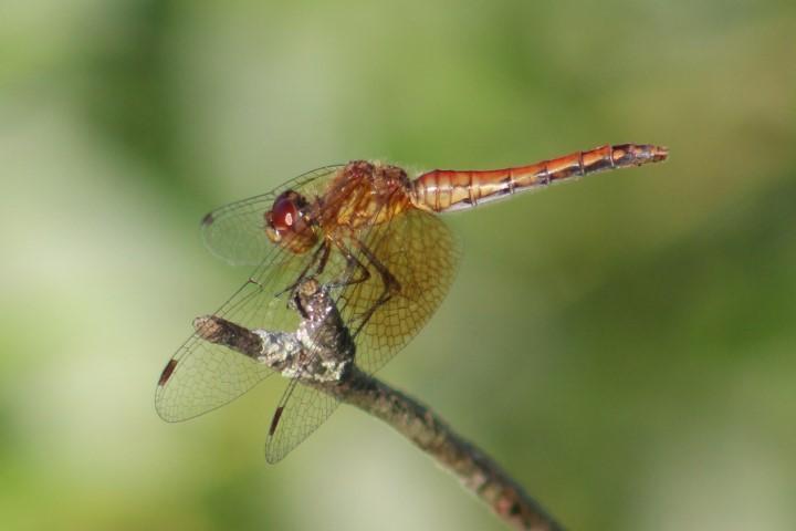 Photo of Band-winged Meadowhawk