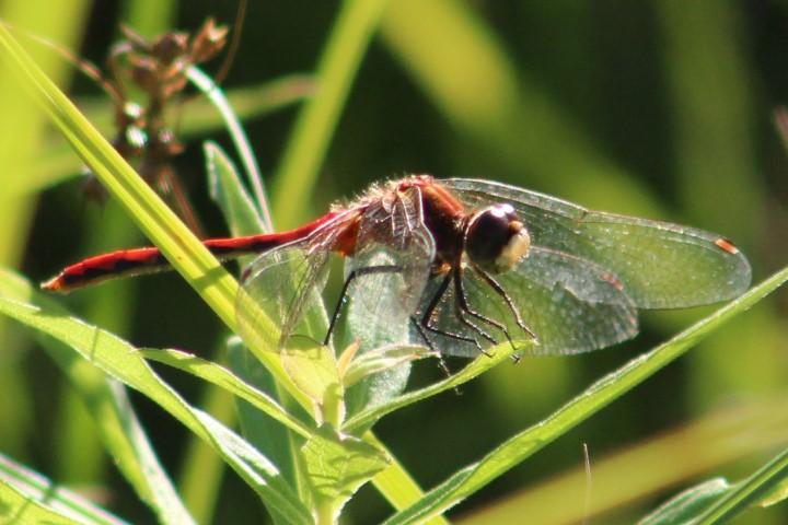 Photo of White-faced Meadowhawk