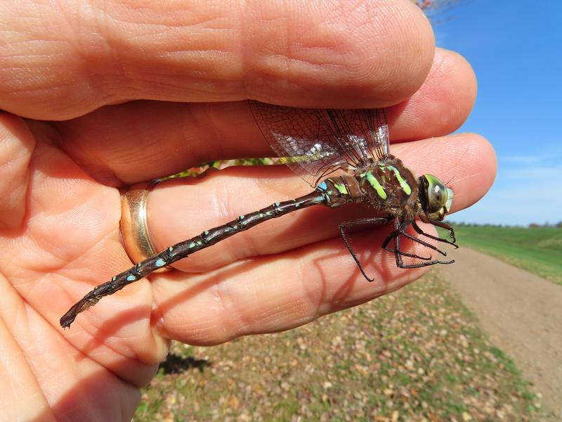 Photo of Shadow Darner