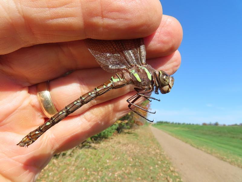 Photo of Shadow Darner