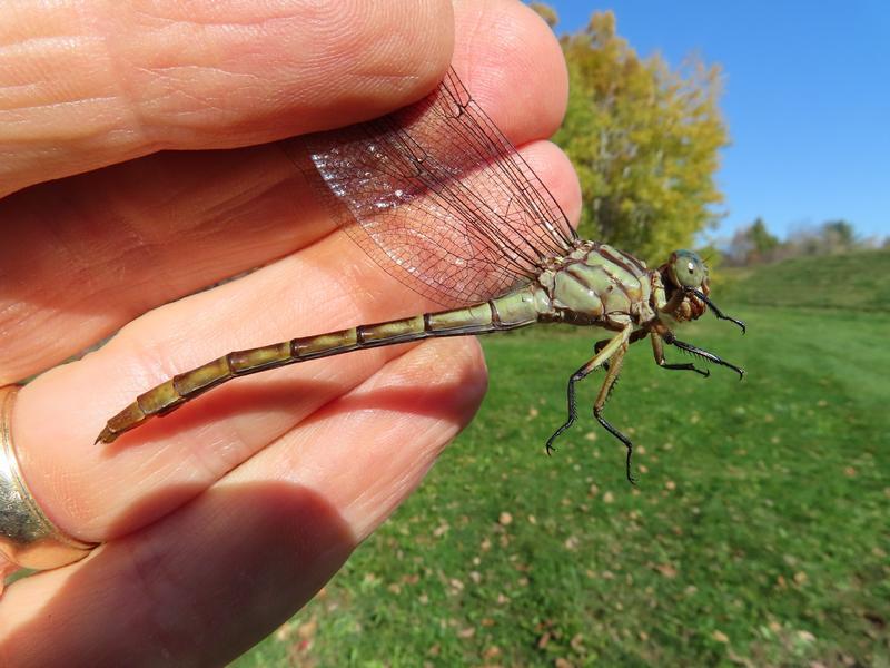 Photo of Russet-tipped Clubtail