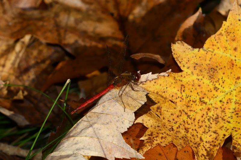 Photo of Autumn Meadowhawk