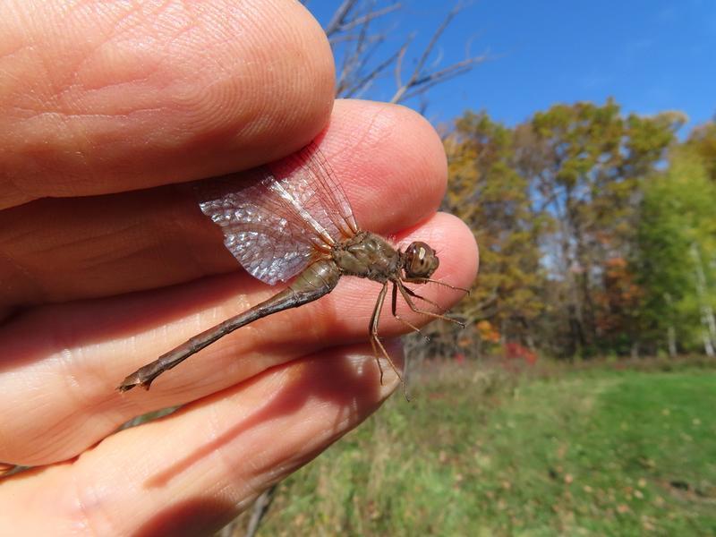 Photo of Autumn Meadowhawk