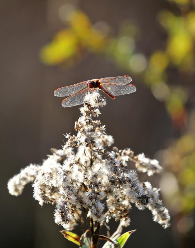 Photo of Autumn Meadowhawk