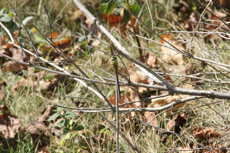 Photo of Common Green Darner