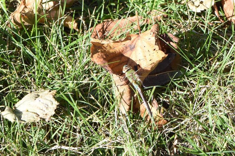 Photo of Common Green Darner