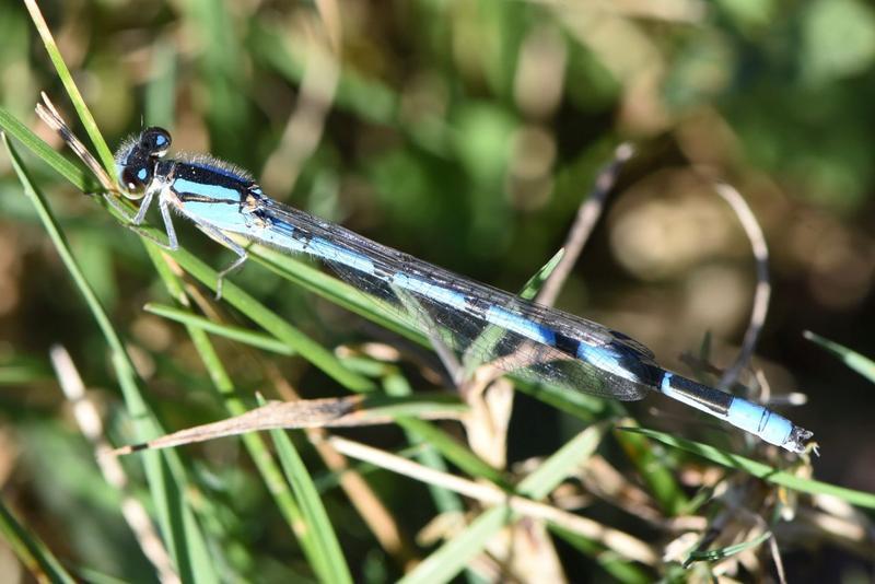 Photo of Familiar Bluet