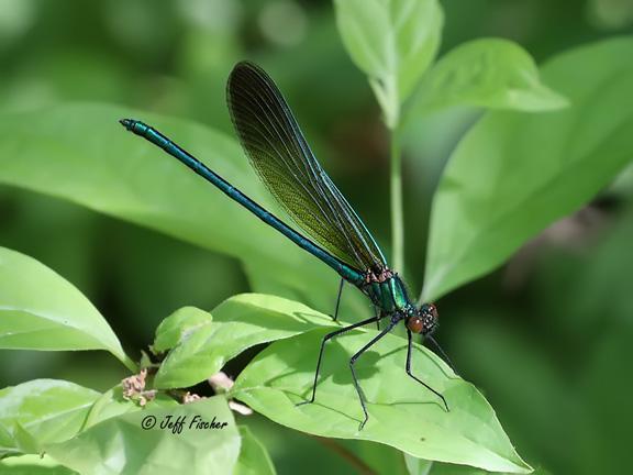 Photo of River Jewelwing