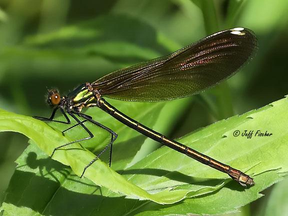 Photo of River Jewelwing