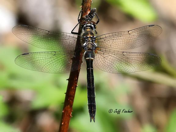 Photo of American Emerald
