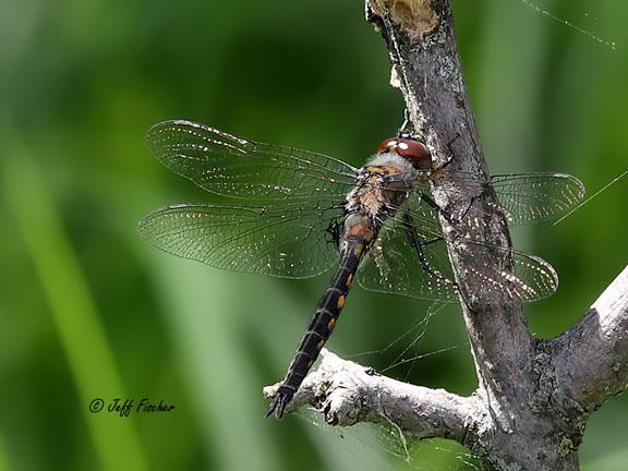 Photo of Spiny Baskettail