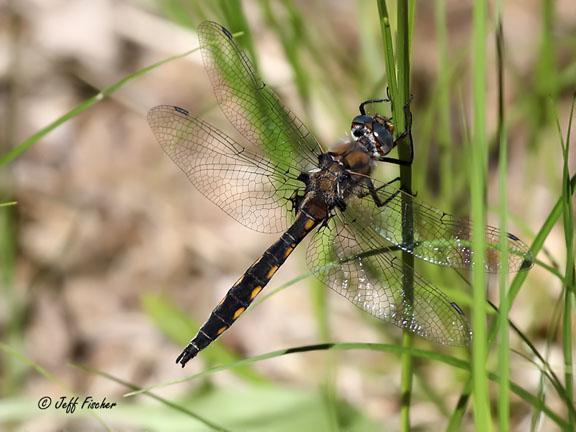 Photo of Beaverpond Baskettail