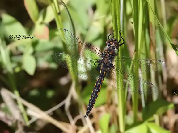 Photo of Common Baskettail