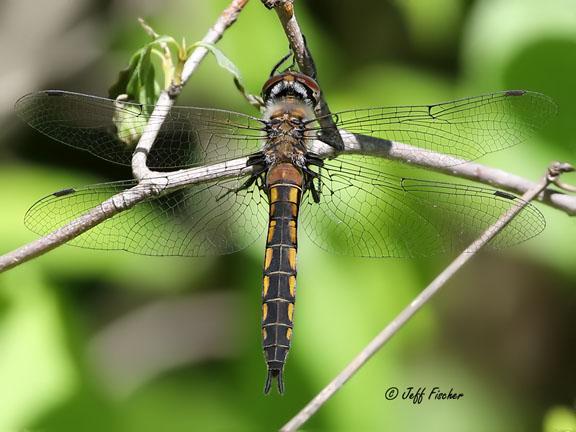 Photo of Spiny Baskettail