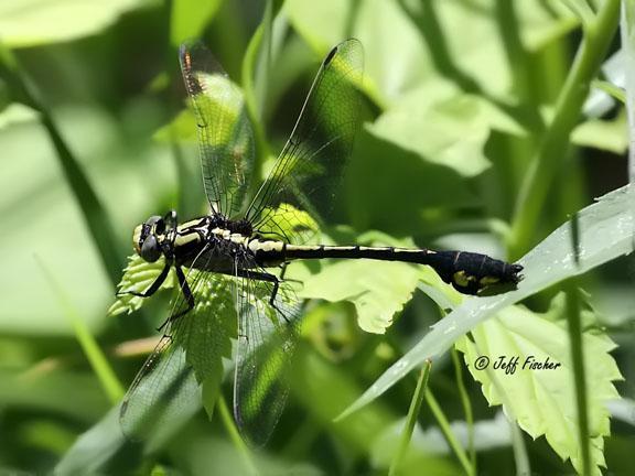 Photo of Skillet Clubtail