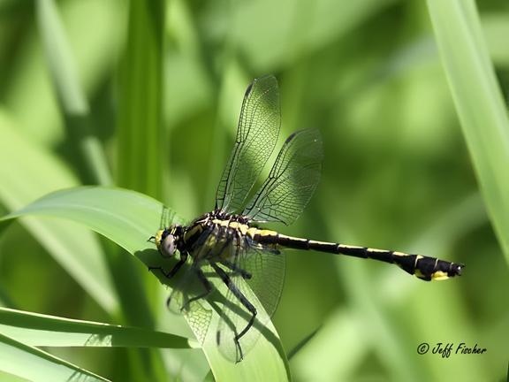 Photo of Midland Clubtail