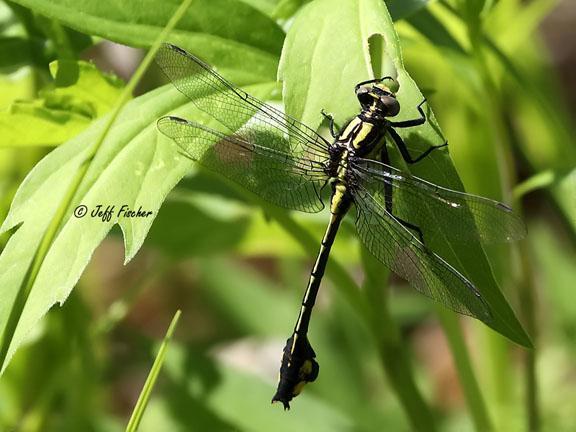 Photo of Skillet Clubtail