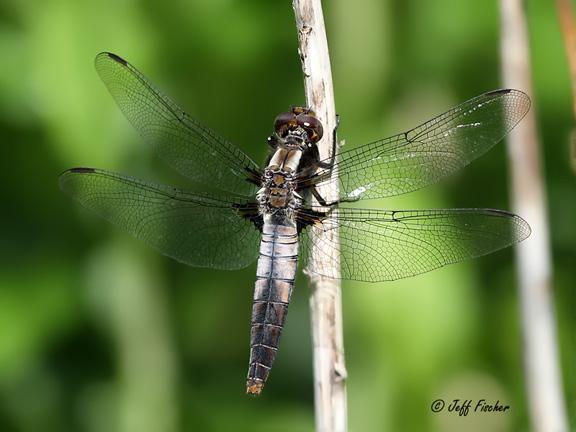 Photo of Chalk-fronted Corporal