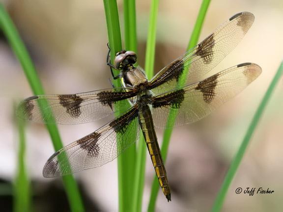 Photo of Twelve-spotted Skimmer