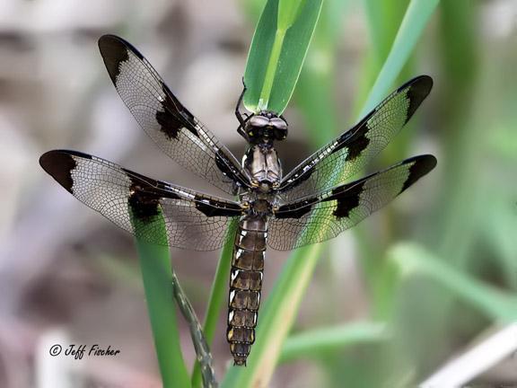 Photo of Common Whitetail