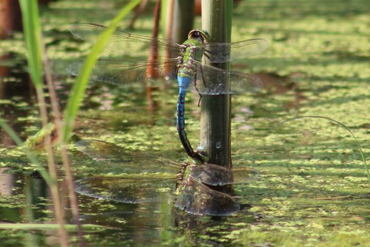 Photo of Common Green Darner