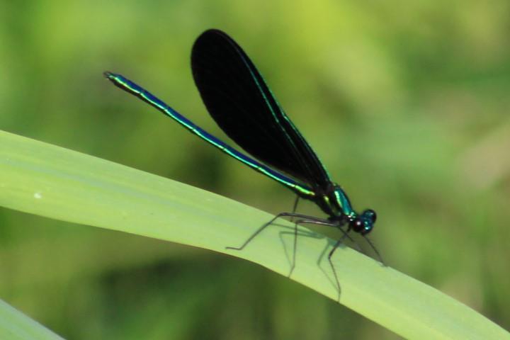 Photo of Ebony Jewelwing
