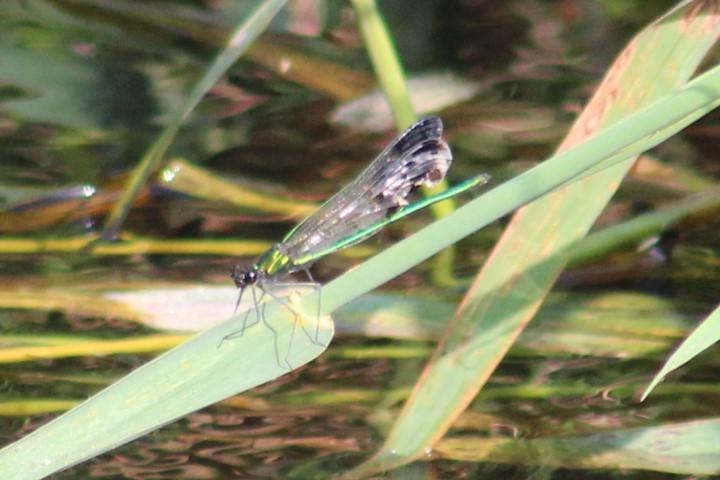 Photo of River Jewelwing