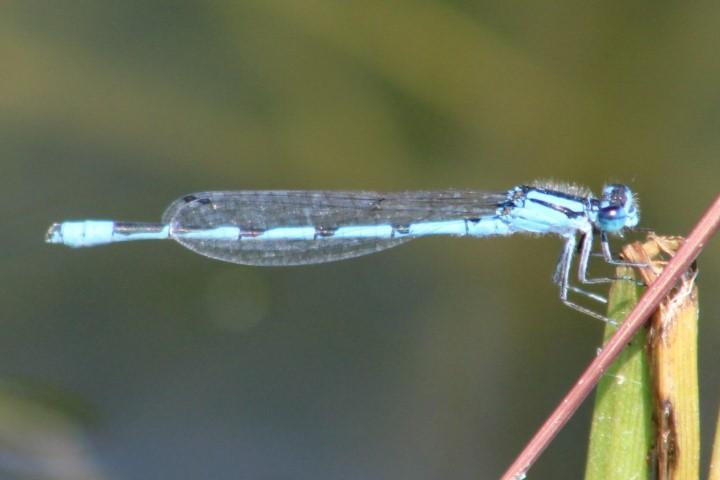 Photo of Hagen's Bluet