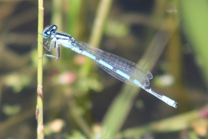Photo of Marsh Bluet