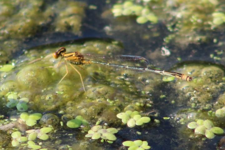 Photo of Orange Bluet