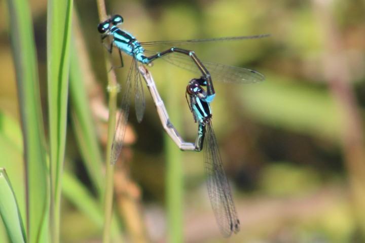 Photo of Skimming Bluet