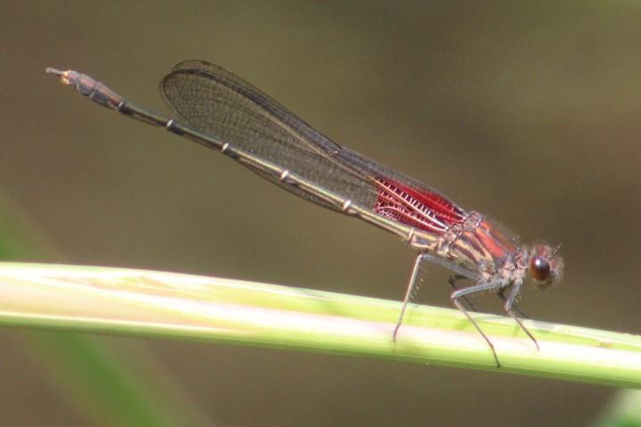 Photo of American Rubyspot