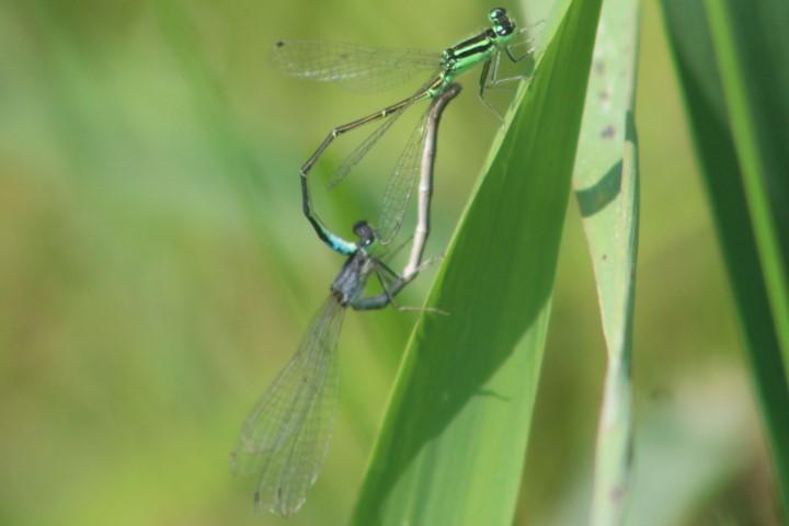 Photo of Eastern Forktail