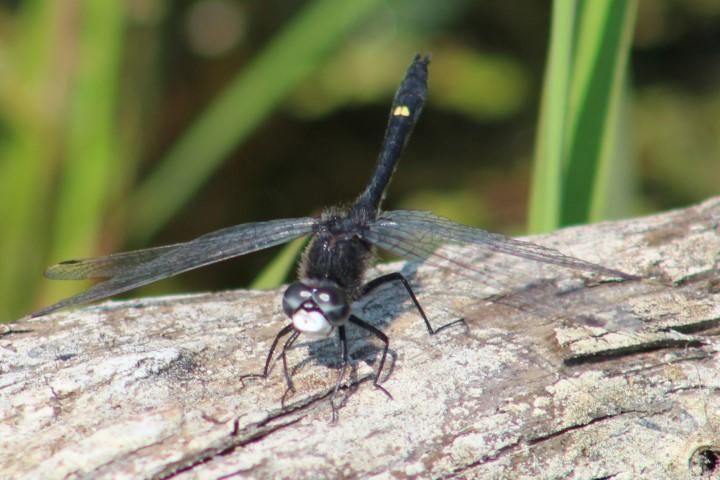 Photo of Dot-tailed Whiteface