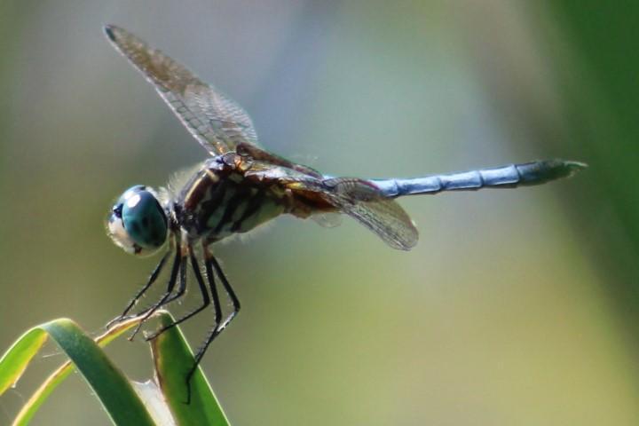 Photo of Blue Dasher