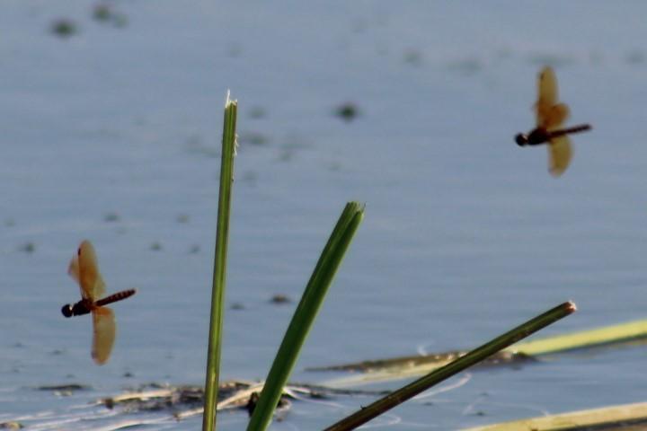 Photo of Eastern Amberwing