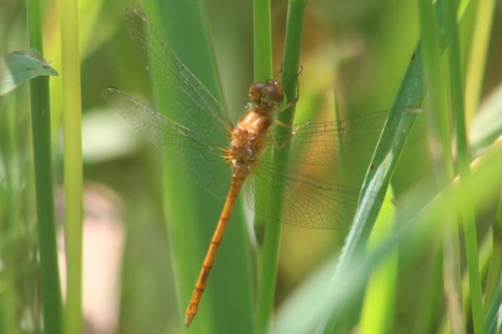 Photo of Autumn Meadowhawk