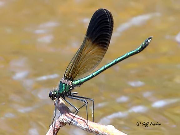 Photo of River Jewelwing