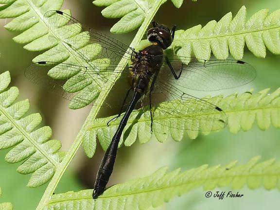 Photo of Racket-tailed Emerald